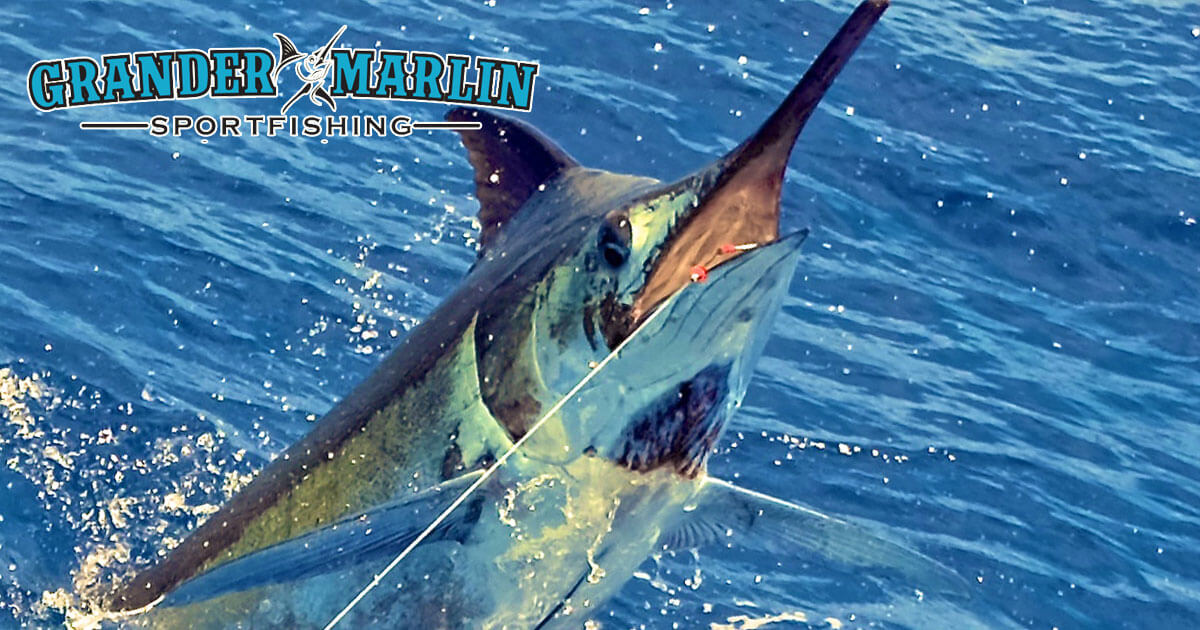 Fishing Reports Archives - Page 2 of 12 - Grander Marlin Sportfishing