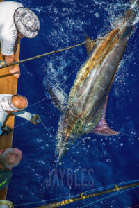 Sportfishing FAQ 5