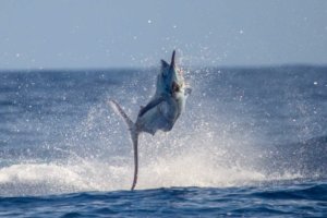 Grander Marlin Sportfishing 9