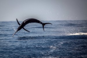 Grander Marlin Sportfishing 8