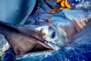 Grander Marlin Sportfishing 4