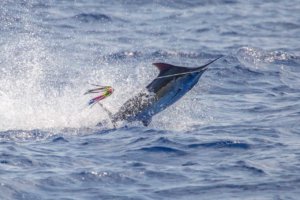 Grander Marlin Sportfishing 6