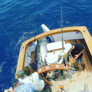 Kona Marlin Grander marlin Fishing Charters