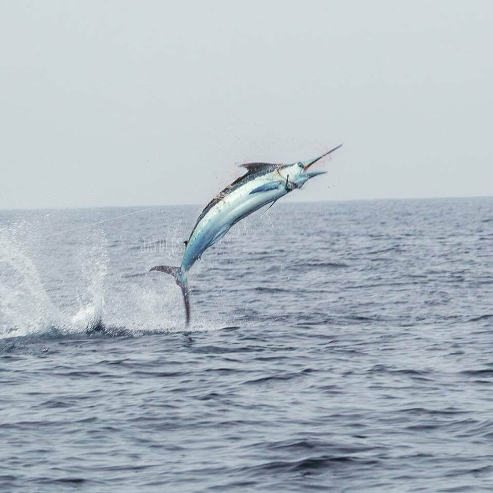 Kona Charter Fishing