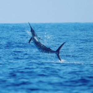 Kona Fishing Charter