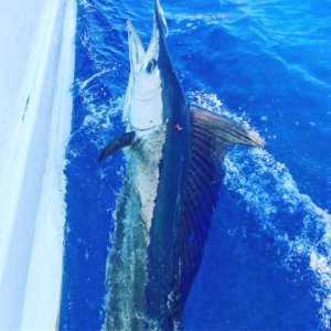 Kona Fishing Charter