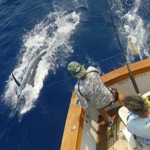 Grander Marlin Fishing Charters