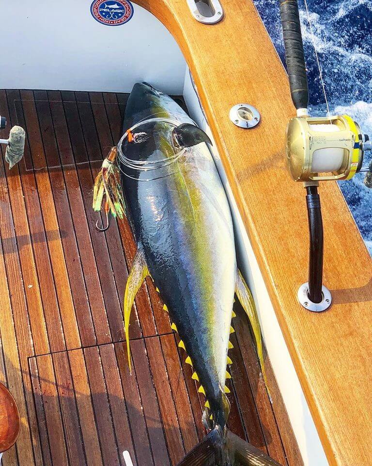 kona tuna fishing