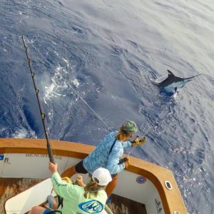 Kona fishing report august 2nd grander marlin charters
