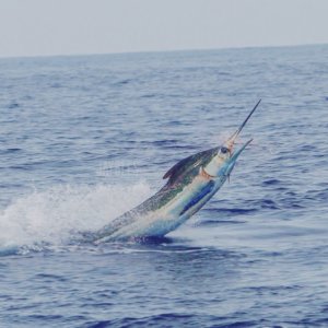 Kona Fishing report August