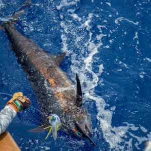 Grander Marlin Kona Fishing report