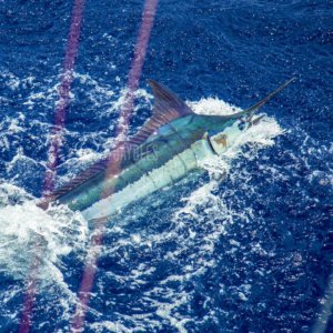 Grander Marlin Fishing Charters Kona Fishing Report