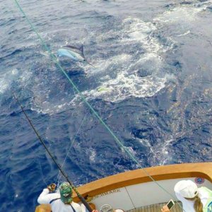 Grander Marlin Kona Fishing Charters July 30 Fishing Report