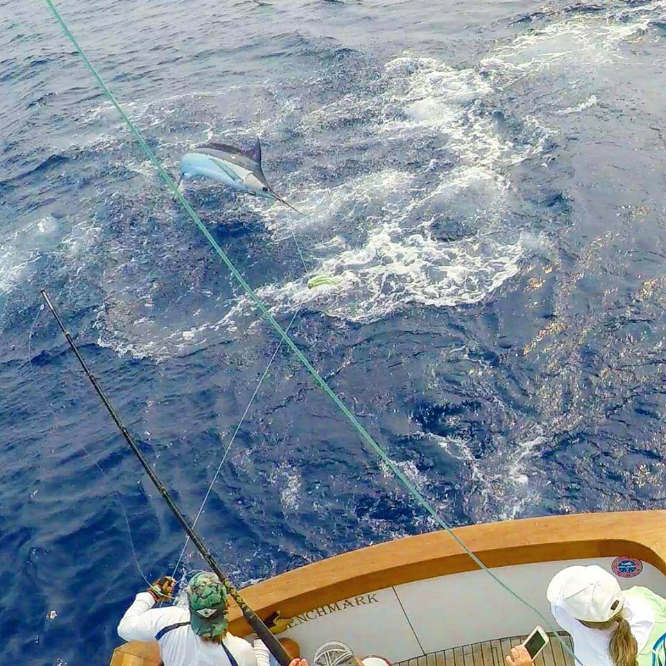 Grander Marlin Kona Fishing Charters July 30 Fishing Report