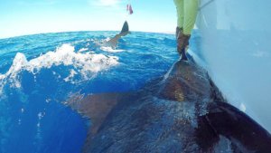 Kona Fishing Report Grander Marlin Fishing Charters